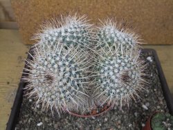 Mammillaria parkinsonii XXL, květináč 12 cm