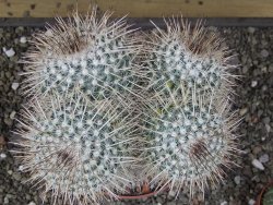 Mammillaria parkinsonii XXL, květináč 12 cm - 12411593