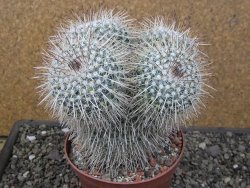 Mammillaria parkinsonii XXL, květináč 12 cm - 12411595