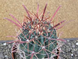 Ferocactus gracilis květináč 11 cm - 12411599