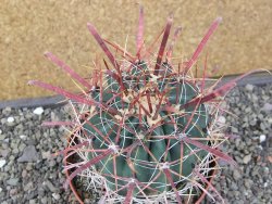 Ferocactus gracilis květináč 11 cm - 12411600