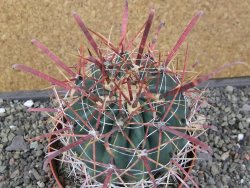 Ferocactus gracilis květináč 11 cm - 12411601