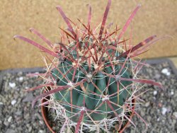 Ferocactus gracilis květináč 11 cm - 12411604