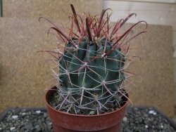 Ferocactus gracilis květináč 11 cm - 12411605