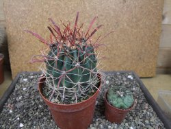 Ferocactus gracilis květináč 11 cm - 12411607