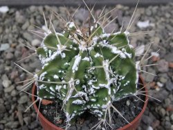 Astrophytum Dinosaur (Fukurio Hannya) pot 6,5 cm - 12411609