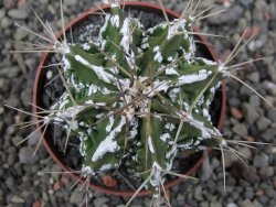 Astrophytum Dinosaur (Fukurio Hannya) pot 6,5 cm