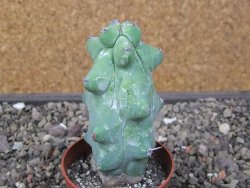 Myrtilocactus geometrizans Fukuriokuzinboku květináč 6,5 cm - 12411615