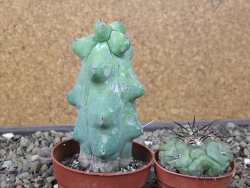 Myrtilocactus geometrizans Fukuriokuzinboku květináč 6,5 cm - 12411618