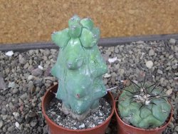 Myrtilocactus geometrizans Fukuriokuzinboku květináč 6,5 cm - 12411619