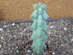 Myrtilocactus geometrizans Fukuriokuzinboku květináč 6,5 cm - 12411621