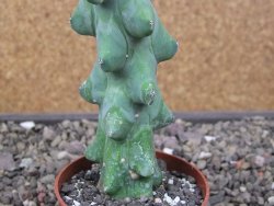 Myrtilocactus geometrizans Fukuriokuzinboku květináč 6,5 cm - 12411622