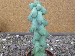 Myrtilocactus geometrizans Fukuriokuzinboku květináč 6,5 cm - 12411623