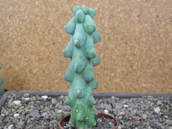 Myrtilocactus geometrizans Fukuriokuzinboku květináč 6,5 cm - 12411624