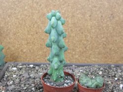 Myrtilocactus geometrizans Fukuriokuzinboku květináč 6,5 cm - 12411625