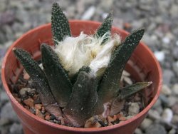 Ariocarpus bravoanus El Ňuňez pot 5,5 cm