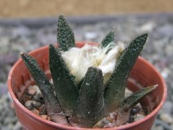 Ariocarpus bravoanus El Ňuňez pot 5,5 cm - 12411629