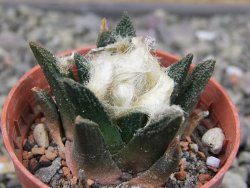 Ariocarpus bravoanus El Ňuňez pot 5,5 cm
