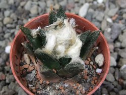 Ariocarpus bravoanus El Ňuňez pot 5,5 cm - 12411632
