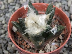 Ariocarpus bravoanus El Ňuňez pot 5,5 cm - 12411633