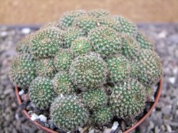 Rebutia perplexa pot 8,5 cm - 12411635