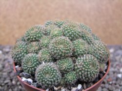 Rebutia perplexa pot 8,5 cm - 12411636