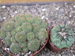 Rebutia perplexa pot 8,5 cm - 12411637