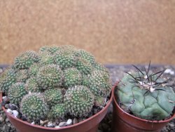 Rebutia perplexa pot 8,5 cm - 12411638
