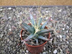 Leuchtenbergia principis květináč 5,5 cm - 12411639