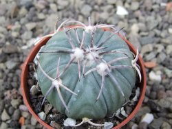 Echinocactus horizonthalonius KMR 21 Huizache 900m, pot 5,5 cm - 12411643