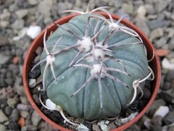 Echinocactus horizonthalonius KMR 21 Huizache 900m, pot 5,5 cm - 12411644