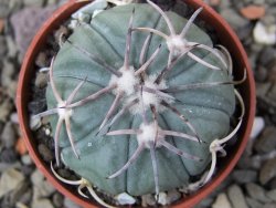 Echinocactus horizonthalonius KMR 21 Huizache 900m, pot 5,5 cm - 12411645