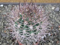 Pyrrhocactus bulbocalyx, pot 5,5 cm - 12411647