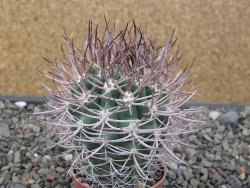 Pyrrhocactus bulbocalyx, pot 5,5 cm - 12411648