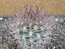 Pyrrhocactus bulbocalyx, pot 5,5 cm - 12411649