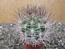 Pyrhocactus bulbocalyx, pot 7 cm - 12411652