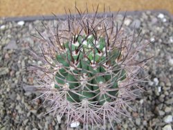 Pyrhocactus bulbocalyx, pot 7 cm - 12411654