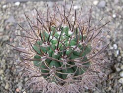 Pyrhocactus bulbocalyx, pot 7 cm - 12411655