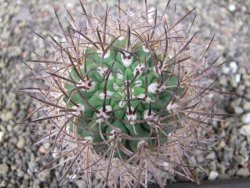 Pyrhocactus bulbocalyx, pot 7 cm - 12411656