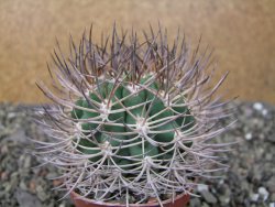 Pyrhocactus bulbocalyx, pot 7 cm - 12411657