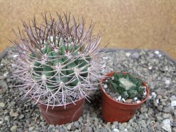Pyrhocactus bulbocalyx, pot 7 cm - 12411658