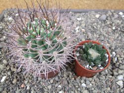 Pyrhocactus bulbocalyx, pot 7 cm - 12411659