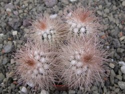 Echinocereus baileyi DJF 1327 Medicine Park, pot 5,5 cm