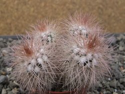 Echinocereus baileyi DJF 1327 Medicine Park, pot 5,5 cm - 12411661