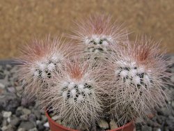 Echinocereus baileyi DJF 1327 Medicine Park, pot 5,5 cm - 12411662