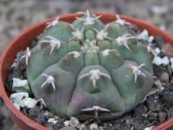 Gymnocalycium vatteri unguispinum, pot 5,5 cm