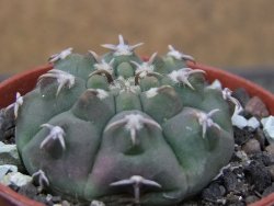 Gymnocalycium vatteri unguispinum, pot 5,5 cm - 12411666