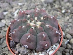 Gymnocalycium vatteri unguispinum, pot 5,5 cm - 12411668