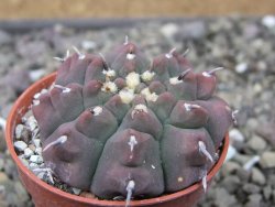 Gymnocalycium vatteri unguispinum, pot 5,5 cm - 12411670