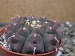 Gymnocalycium vatteri unguispinum, pot 5,5 cm - 12411671